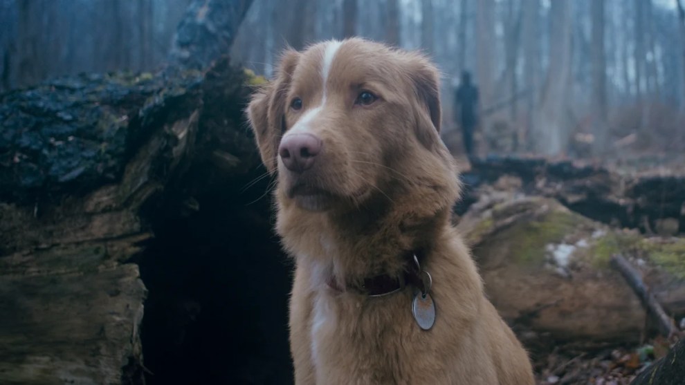 Indy standing in the forest looking out at something with concern in a still from "Good Boy."