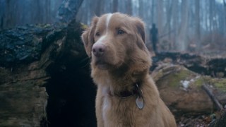 ‘Good Boy’ Review: This Doggone Creepy Canine Horror Deserves a Little Treat